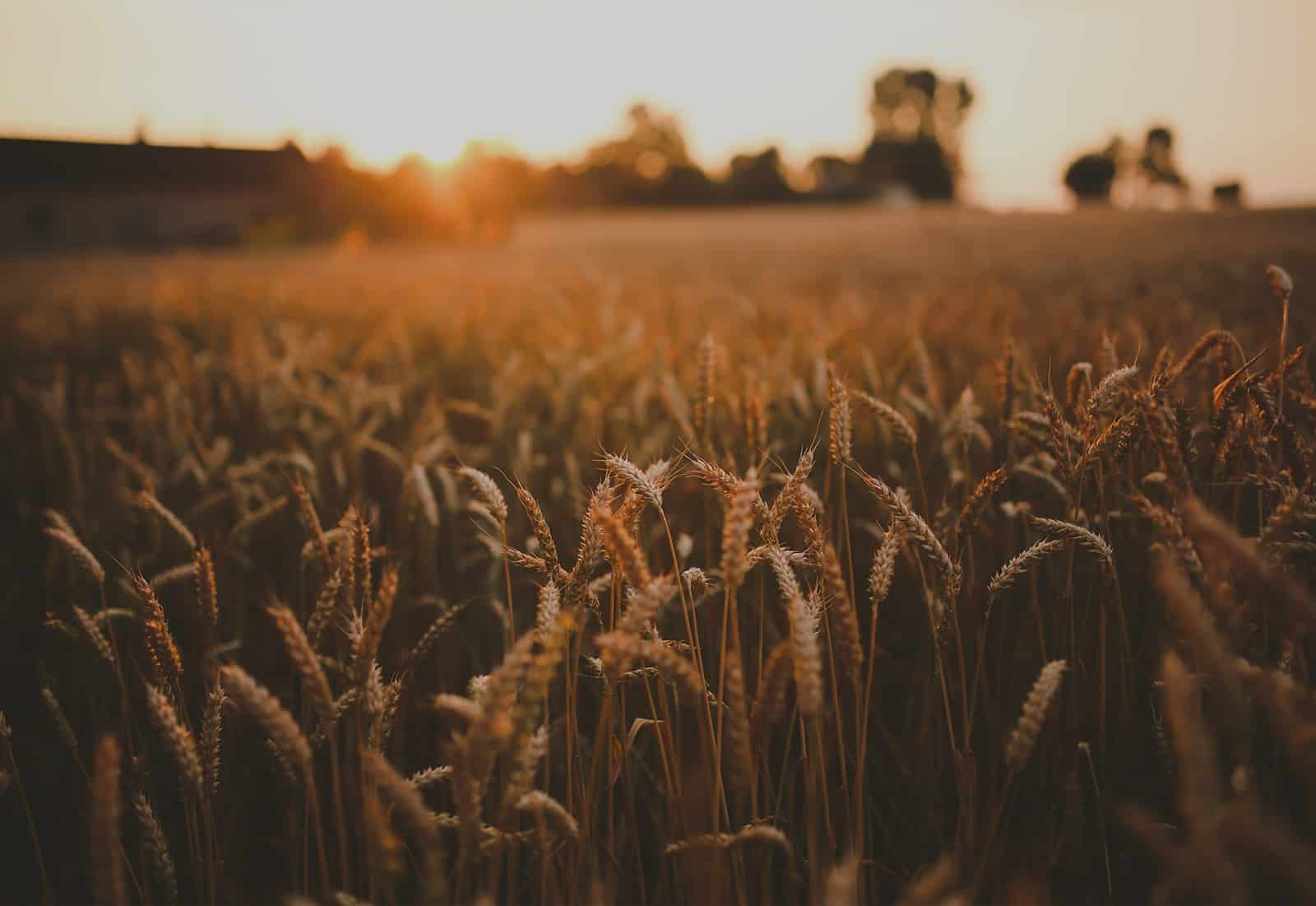 Agri-Supply & Market Linkage