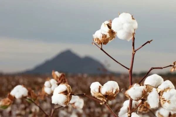 Cotton