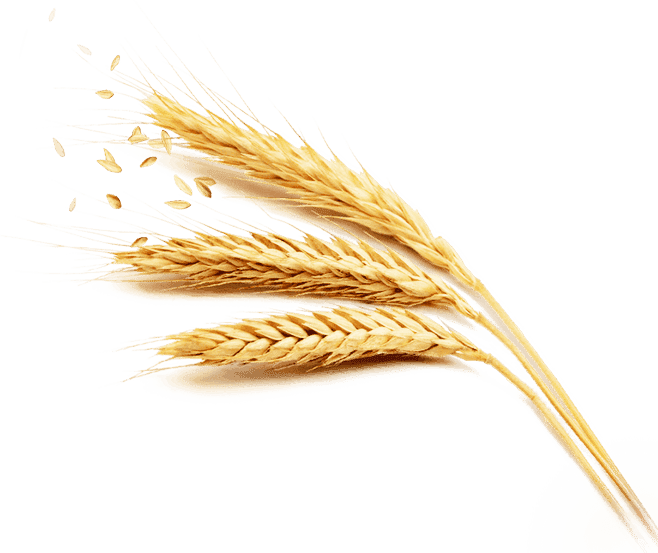 Wheat background